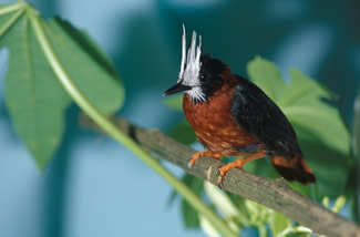 Witpluimmiervogel - Pithys albifrons